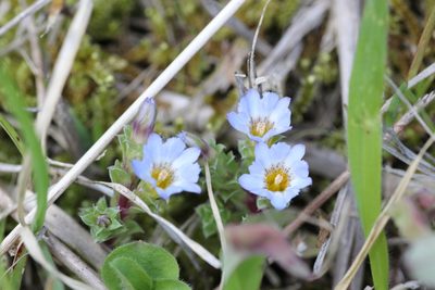 Gentiana squarrosa, photographed by Yoshimasa Uchiyama