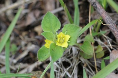 Lysimachia japonica, photographed by Yoshimasa Uchiyama