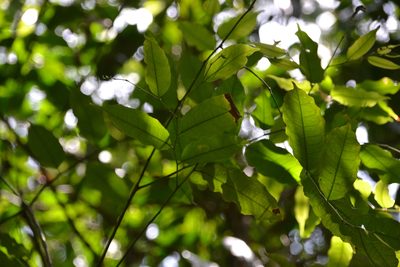Mabea occidentalis, photographed by Letizia Weichgrebe