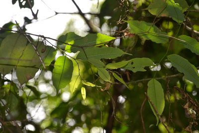 Mabea occidentalis, photographed by Letizia Weichgrebe
