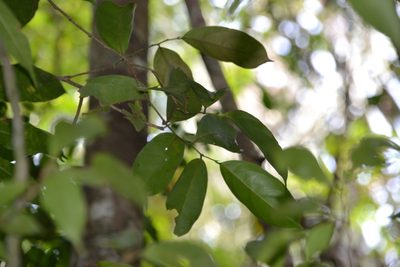 Lacistema aggregatum, photographed by Letizia Weichgrebe