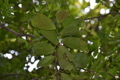 Lacistema aggregatum, photographed by Letizia Weichgrebe