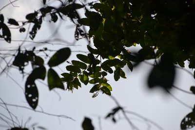 Hirtella racemosa, photographed by Letizia Weichgrebe