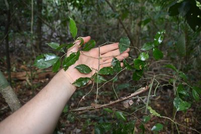 Casearia thamnia, photographed by Letizia Weichgrebe