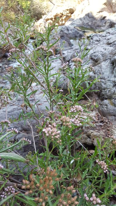 Pluchea salicifolia, photographed by Eugenio Padilla