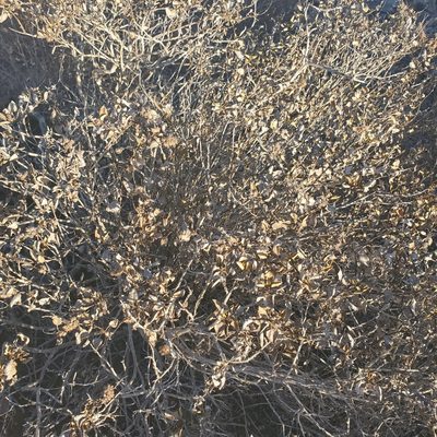 Ambrosia chenopodiifolia, photographed by Dan Horowitz