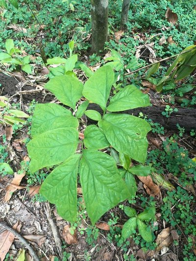 Anchomanes difformis, photographed by Chris Quirin