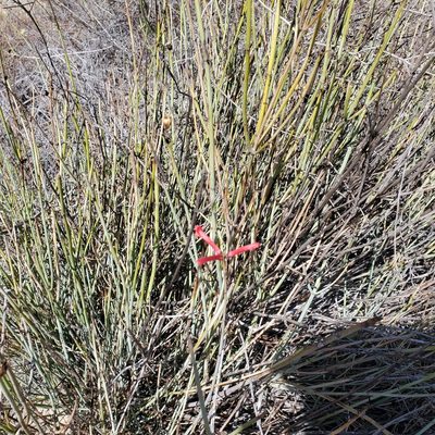 Gambelia juncea, photographed by Dan Horowitz