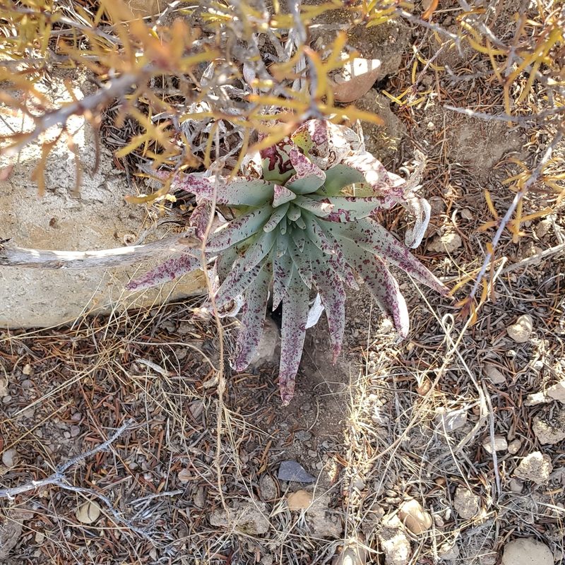 Dudleya ingens, photographed by Dan Horowitz
