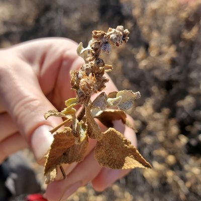 Ambrosia chenopodiifolia, photographed by Dan Horowitz