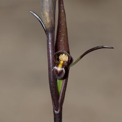 Orthoceras strictum, photographed by Kym Nicolson