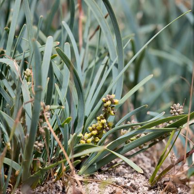 Lomandra nana, photographed by Kym Nicolson