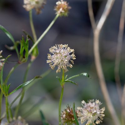 Opercularia scabrida, photographed by Kym Nicolson
