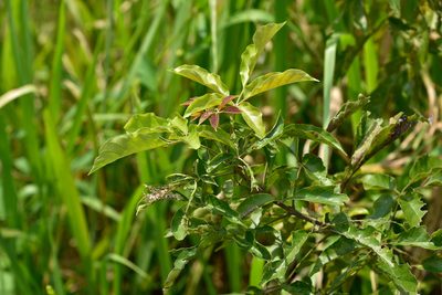 Vitex quinata, photographed by 國立臺灣博物館
