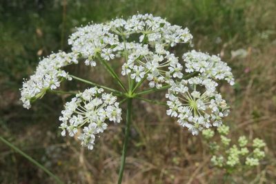Perideridia oregana, photographed by Ed Alverson
