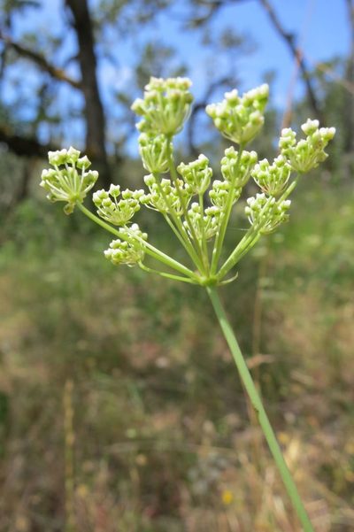 Perideridia oregana, photographed by Ed Alverson