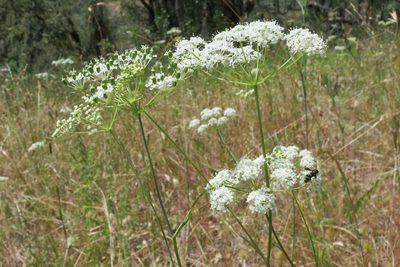 Perideridia oregana, photographed by Ed Alverson