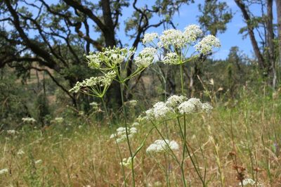 Perideridia oregana, photographed by Ed Alverson