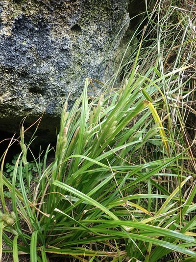 Carex ventosa, photographed by Peter de Lange
