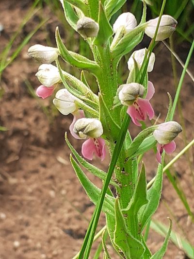 Brachycorythis pubescens, photographed by grabbarg