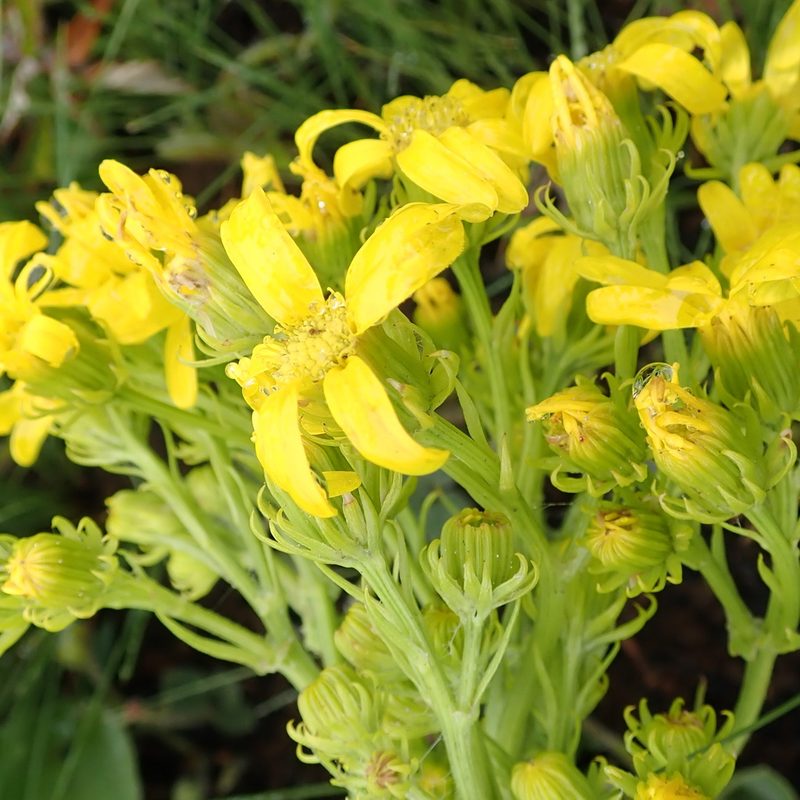 Senecio decurrens, photographed by Peter Warren