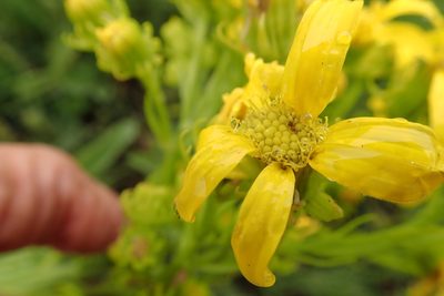 Senecio decurrens, photographed by Peter Warren