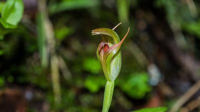 Pterostylis venosa, photographed by Cara-Lisa Schloots