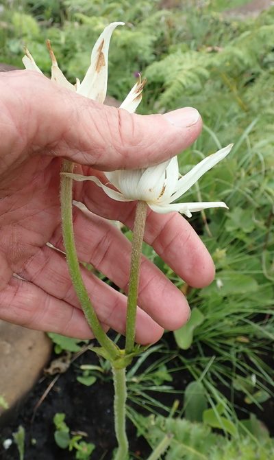 Knowltonia fanninii, photographed by Peter Warren