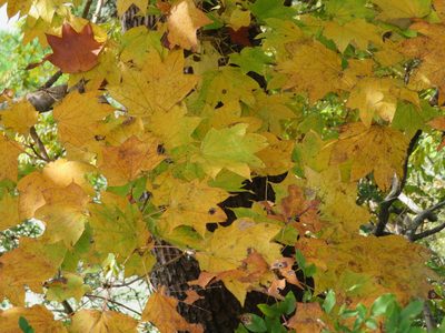 Acer pictum, photographed by Marco Mussita