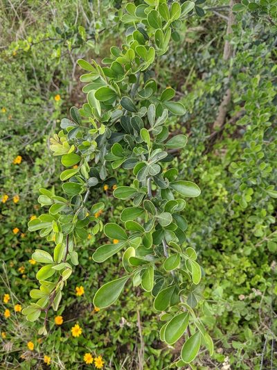 Limonia acidissima, photographed by santhoshk