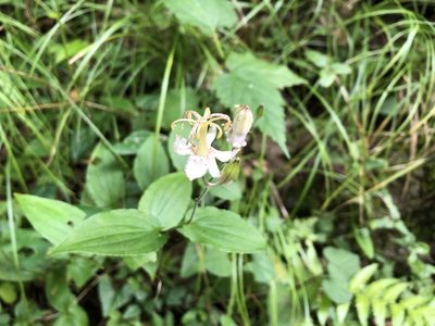 Tricyrtis macropoda, photographed by Yoshimasa Uchiyama