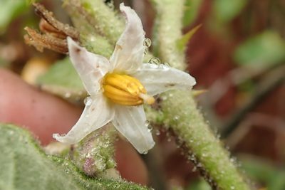 Solanum anguivi, photographed by Peter Warren