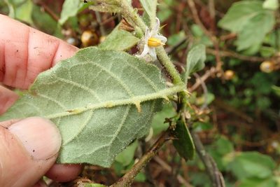 Solanum anguivi, photographed by Peter Warren