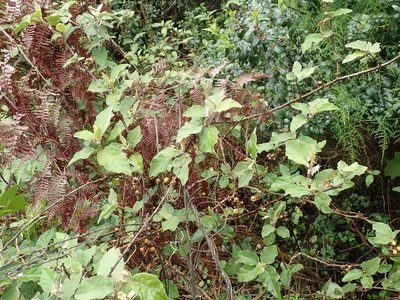 Solanum anguivi, photographed by Peter Warren