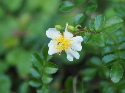 Rosa luciae, photographed by Yoshimasa Uchiyama