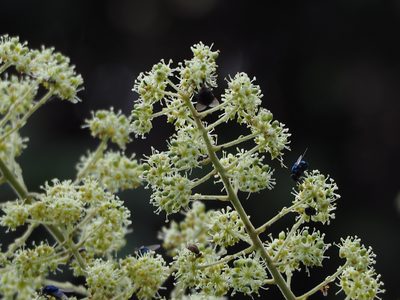 Aralia decaisneana, photographed by 葉子
