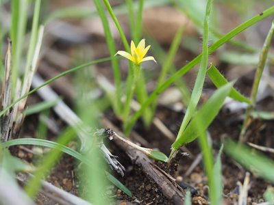 Hypoxis aurea, photographed by Yoshimasa Uchiyama