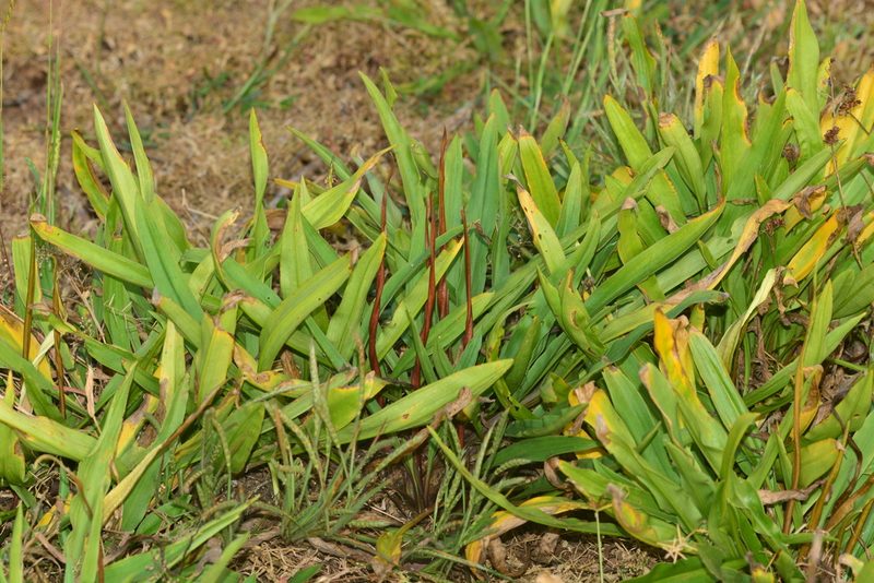 Cryptocoryne spiralis, photographed by S.MORE