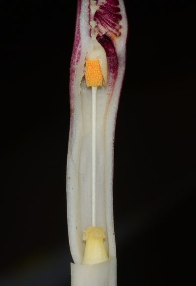 Cryptocoryne spiralis, photographed by S.MORE