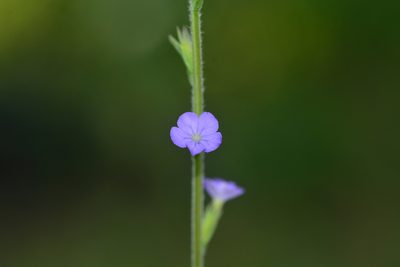 Buchnera hispida
