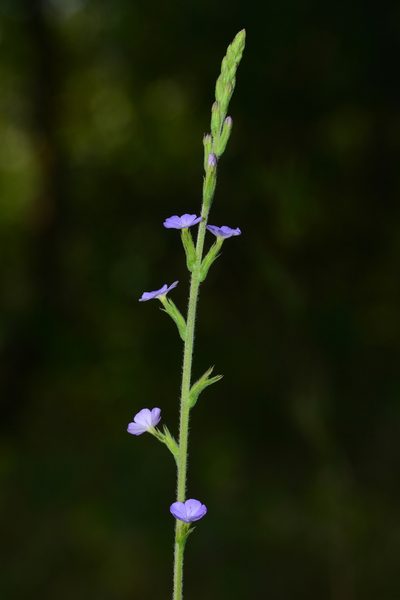 Buchnera hispida, photographed by S.MORE