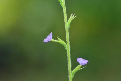 Buchnera hispida, photographed by S.MORE