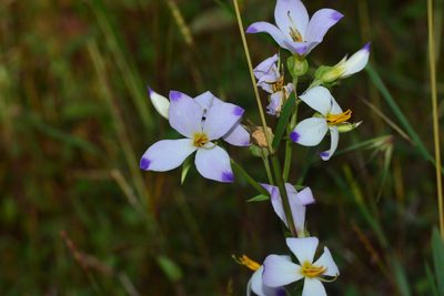 Exacum tetragonum, photographed by S.MORE