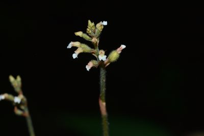Cheirostylis parvifolia, photographed by S.MORE