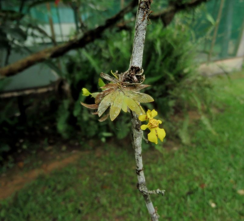 Erycina pusilla, photographed by Sidnei Dantas