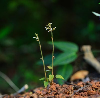 Cheirostylis parvifolia, photographed by S.MORE