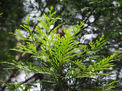 Calocedrus formosana, photographed by 葉子
