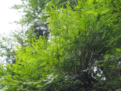 Calocedrus formosana, photographed by 葉子