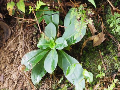 Swertia shintenensis, photographed by 葉子