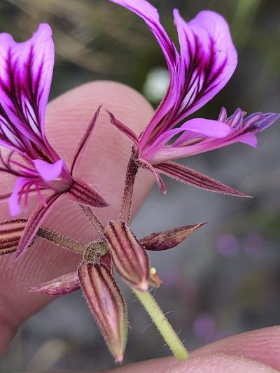 Pelargonium multicaule, photographed by Dave U